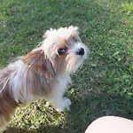 Casa de Férias Waldidyll By Interhome Zerpenschleuse