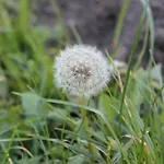 Waldidyll By Interhome Casa de Férias Zerpenschleuse