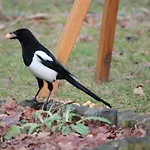 Waldidyll By Interhome Casa de Férias *