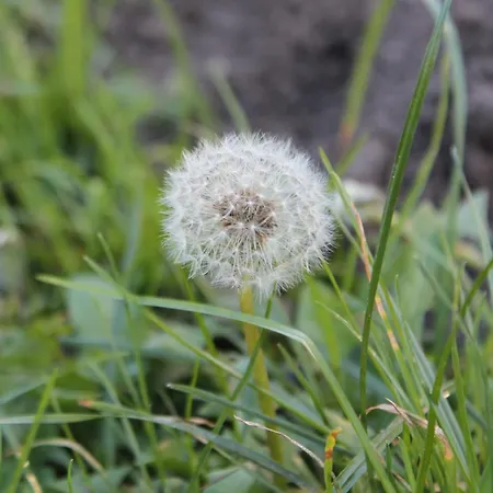 Waldidyll By Interhome Holiday home Zerpenschleuse