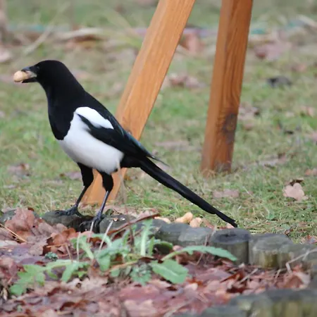 Waldidyll By Interhome Holiday home *