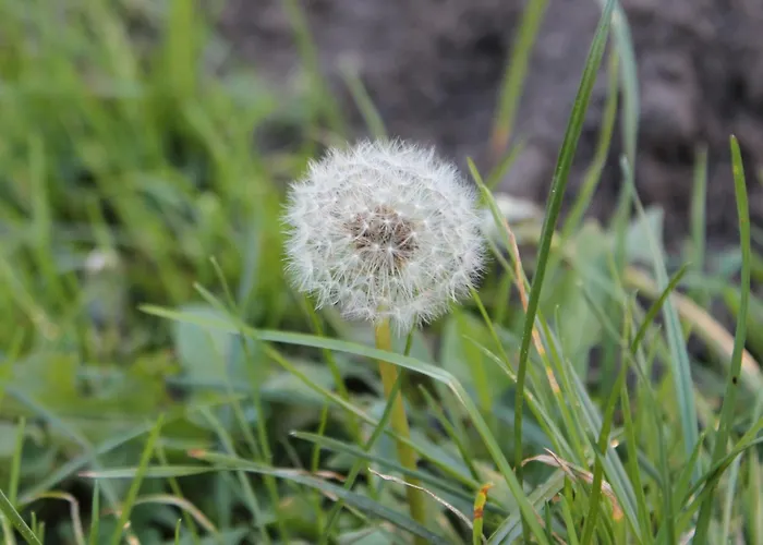 Waldidyll By Interhome Holiday home Zerpenschleuse