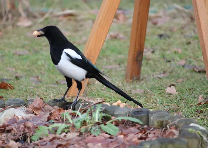 Waldidyll By Interhome Holiday home *